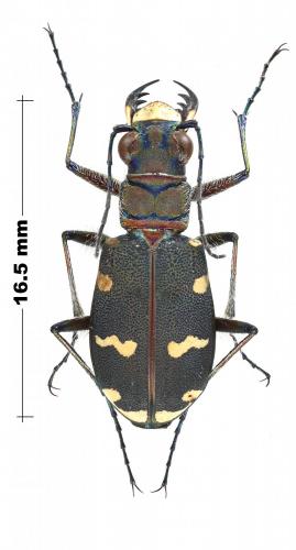 Réf. 245 720 : Cicindela hybrida transversalis